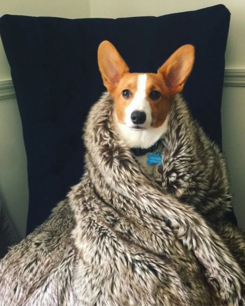 Вельш корги Шерлок