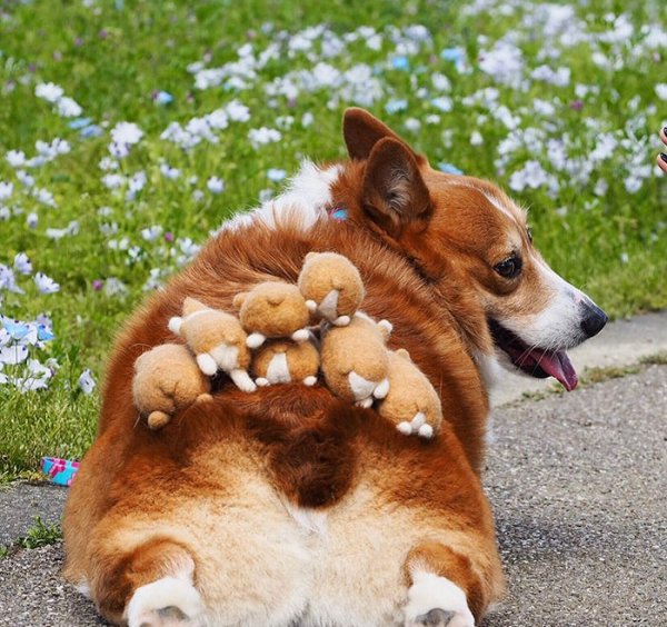 Веселый вельш корги