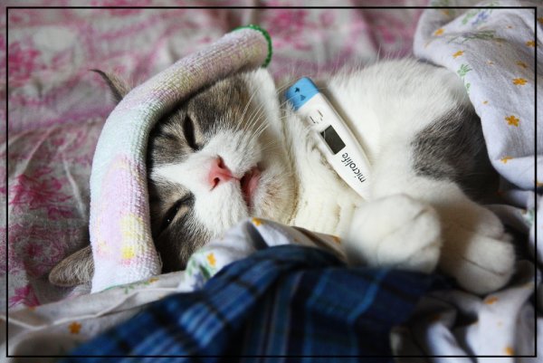 Кот болеет