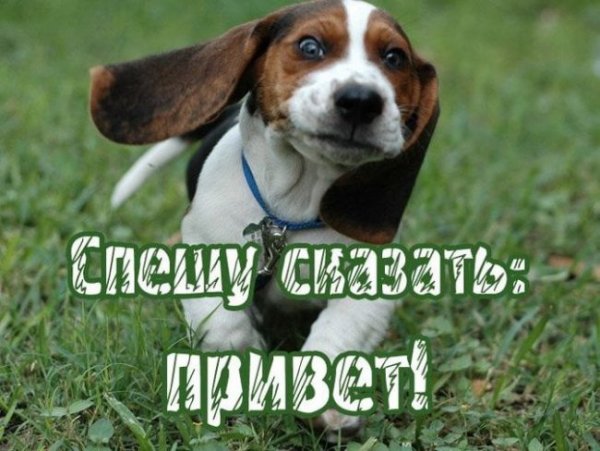 Привет прикольные
