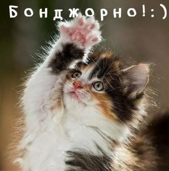 Веселый приветик