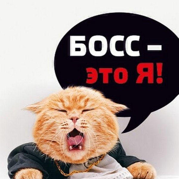 Я босс