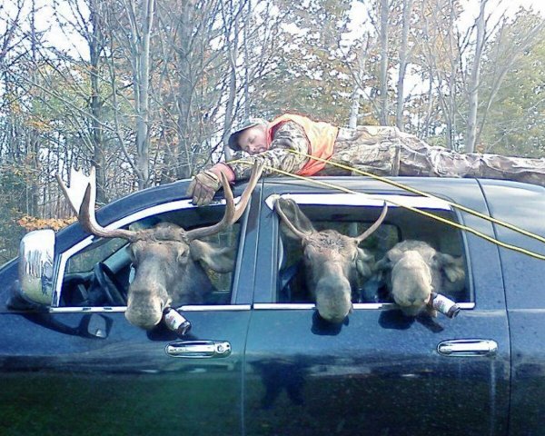 Веселый Лось