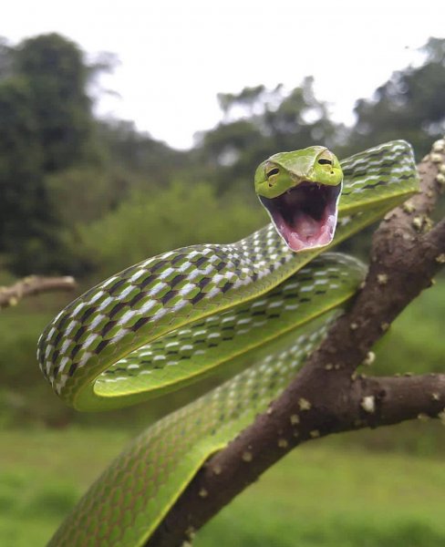 Прикольные картинки про змей (49 фото)