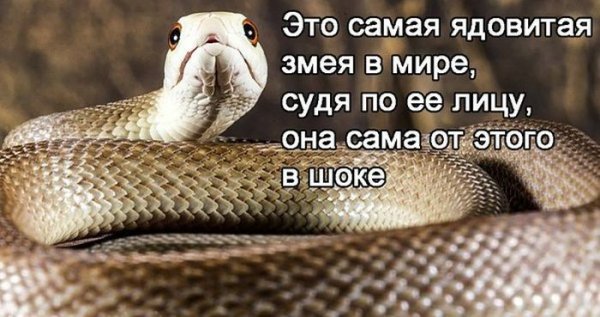 Цитаты про змей