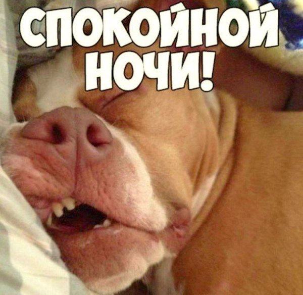 Спокойной ночи прикольные