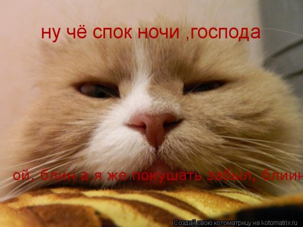 Котята споки ноки