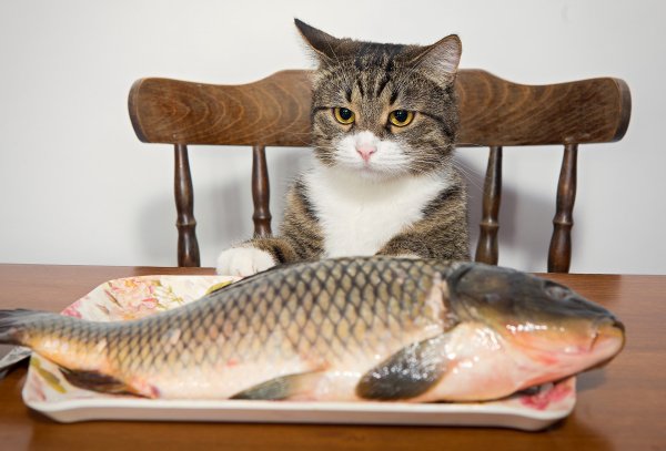 Рыба кошка