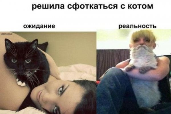 Кот ожидание и реальность