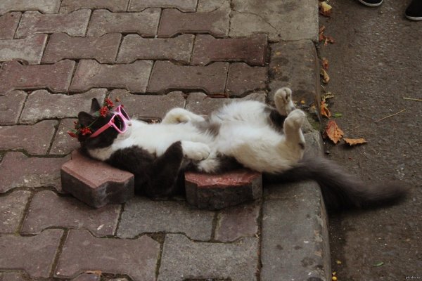 Кот на расслабоне