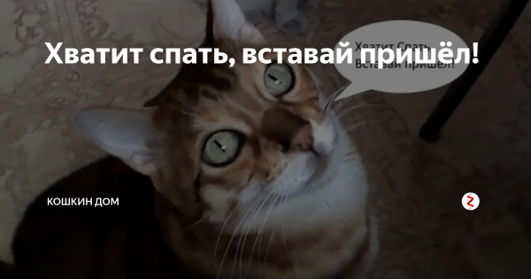 Хватит дрыхнуть