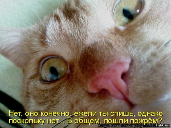 Ты спишь кот