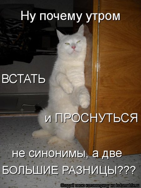 Просыпайся котик с надписью