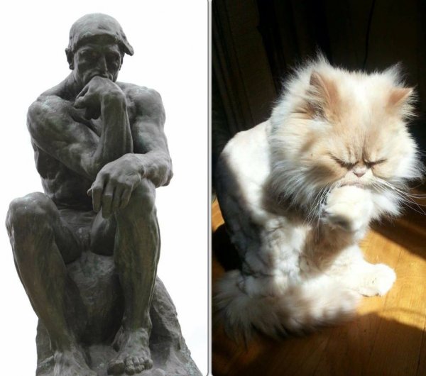 Кот мыслитель