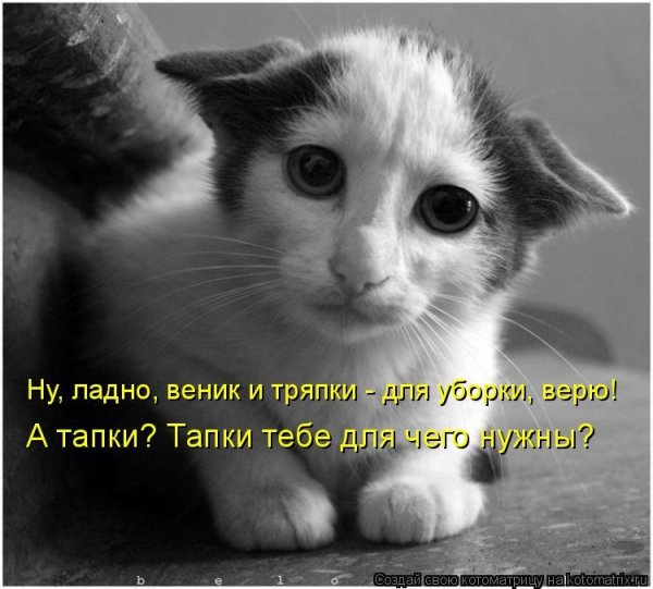 Кот просит прощения