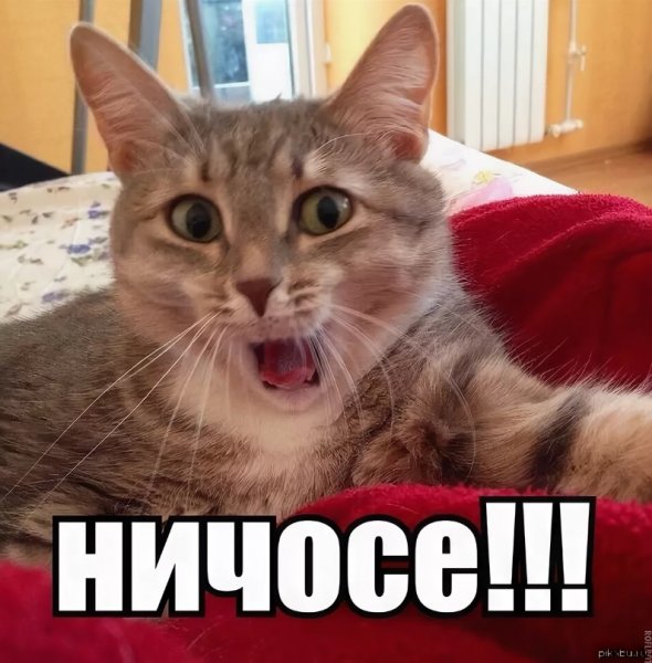 Мемы про котов