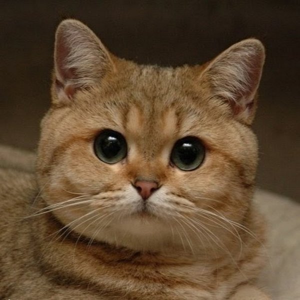 Кот Пидрила