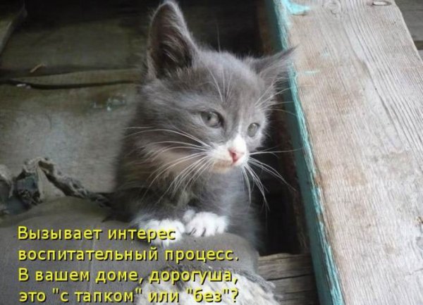 Котенок говорит