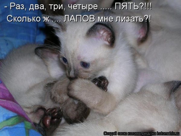 Котята с щенятами с надписью