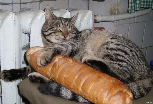 Кот объевшийся сметаны