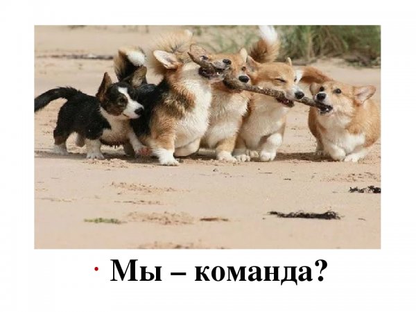 Мы команда прикол