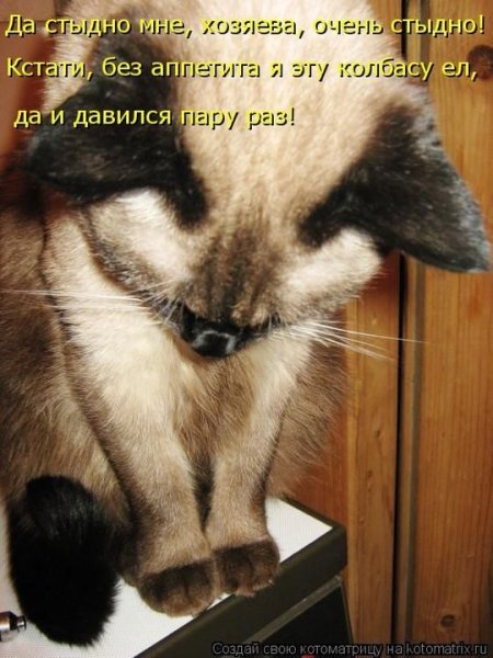 Мне стыдно