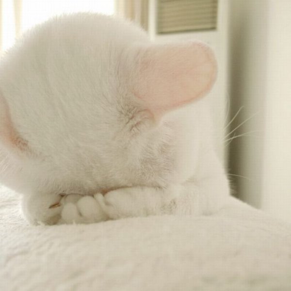 Кот смущается