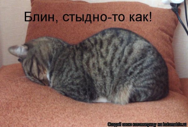 Коту стыдно