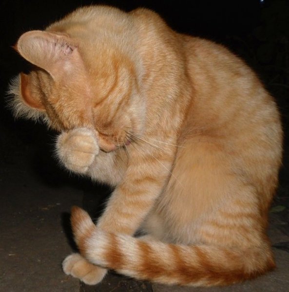 Смущение кот