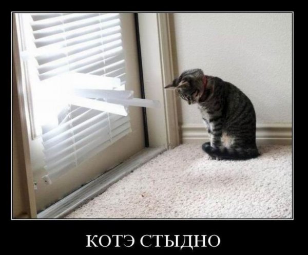 Котэ стыдно