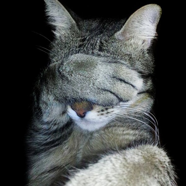 Кот рука лицо