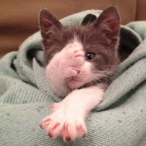 Стеснительный котик