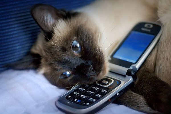 Котик с телефоном