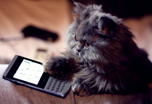 Котенок с телефоном