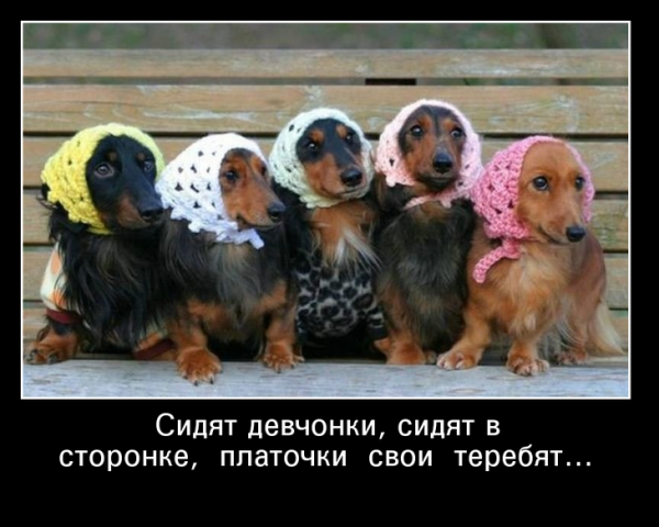 Такса демотиватор