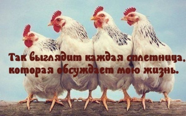 Фразы про сплетниц