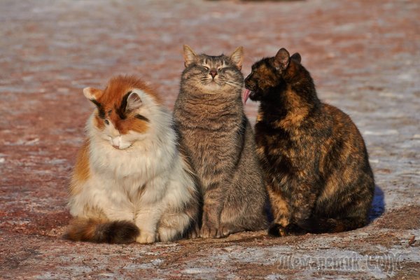 Котики дружат
