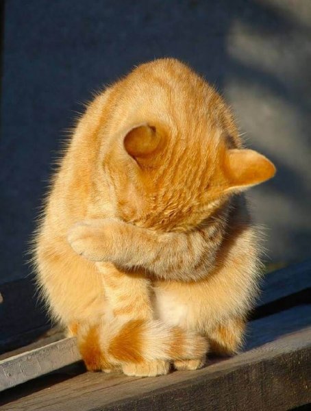 Грустный рыжий котик