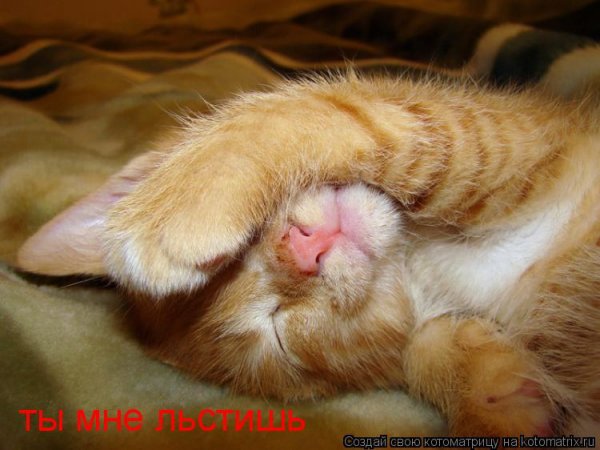 Кот застеснялся