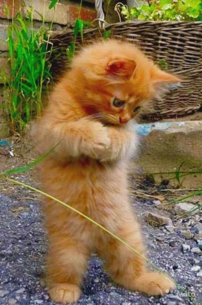 Смешные котята