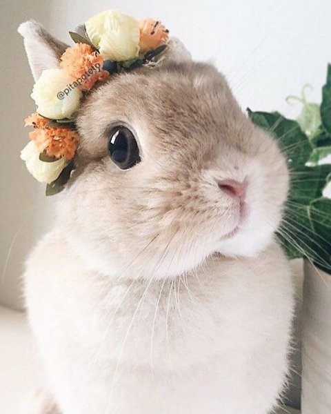 Милые зайчики