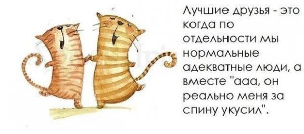 Смешные цитаты про друзей