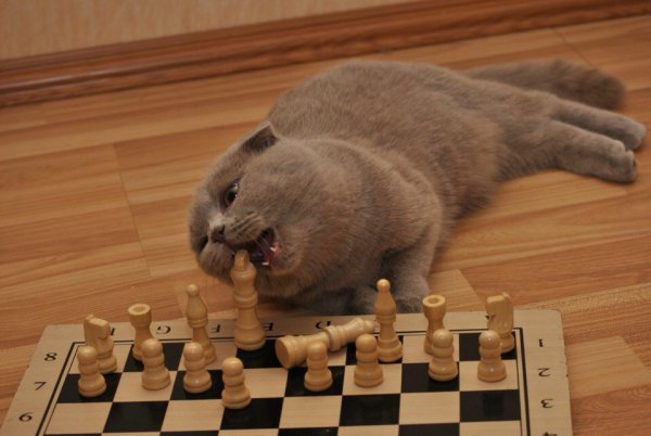 Шахматный юмор
