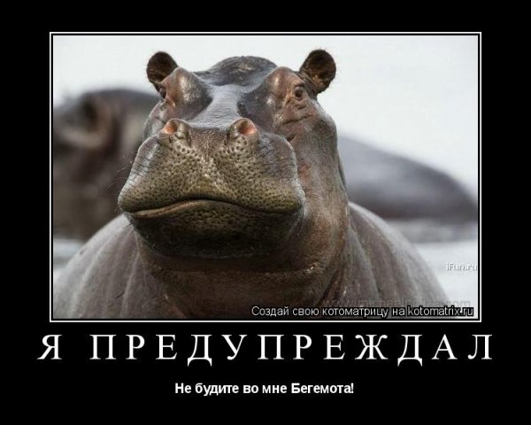 Шутки про бегемотиков