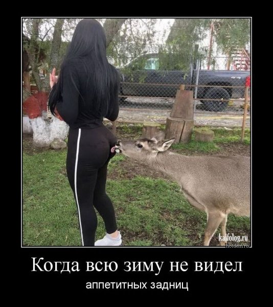 Подлиза прикол