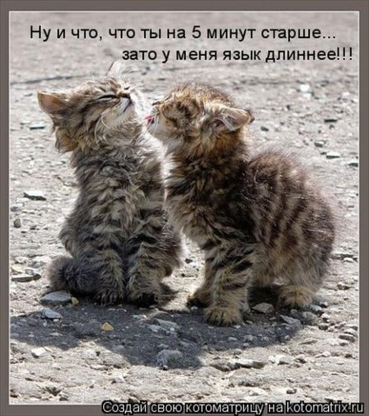 Котята с любовными надписями