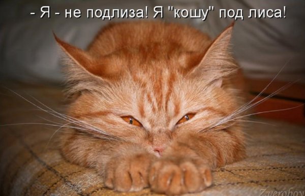 Наглая рыжая морда