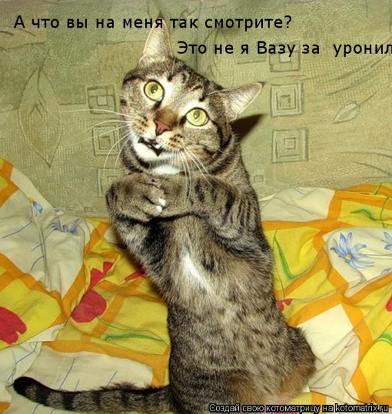 Кошка подлизывается