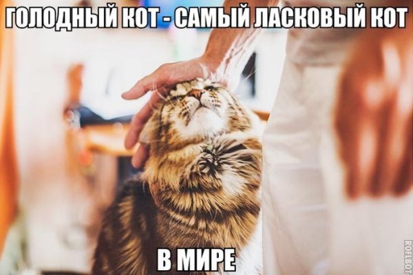 Голодный кот
