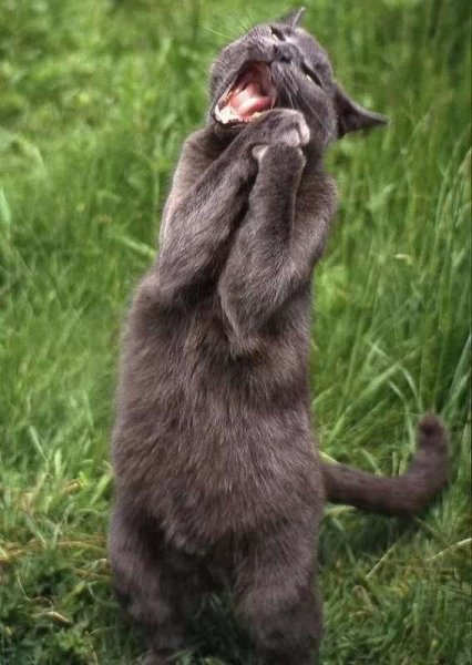 Умиление котик